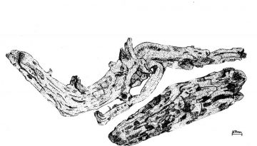 Detailed black and white illustration of natural elemental fossils from Taranaki, New Zealand.