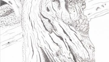Illustration of a tree trunk showing bark textures and wood grain, highlighting natural elements of Taranaki.