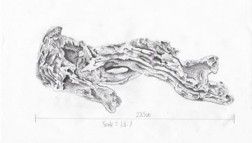Detailed drawing of a frog skeleton, showcasing scientific illustration skills.