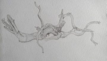 Detailed botanical sketch of a native plant branch, highlighting scientific illustration skills.