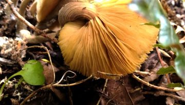 SP_08_HIS_OLLIE_TREADWAY_1477