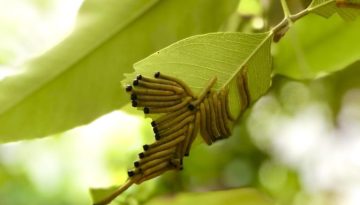 SP_09_SHC_JESNA_CHENTHATTEL_1665