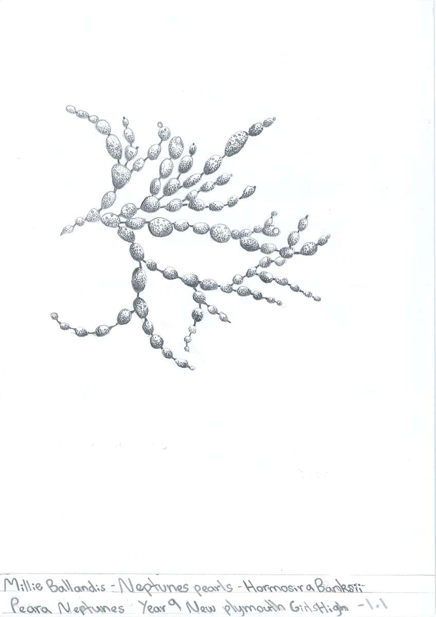 OD_09_NPG_MILLIE_BALLANDIS_1166