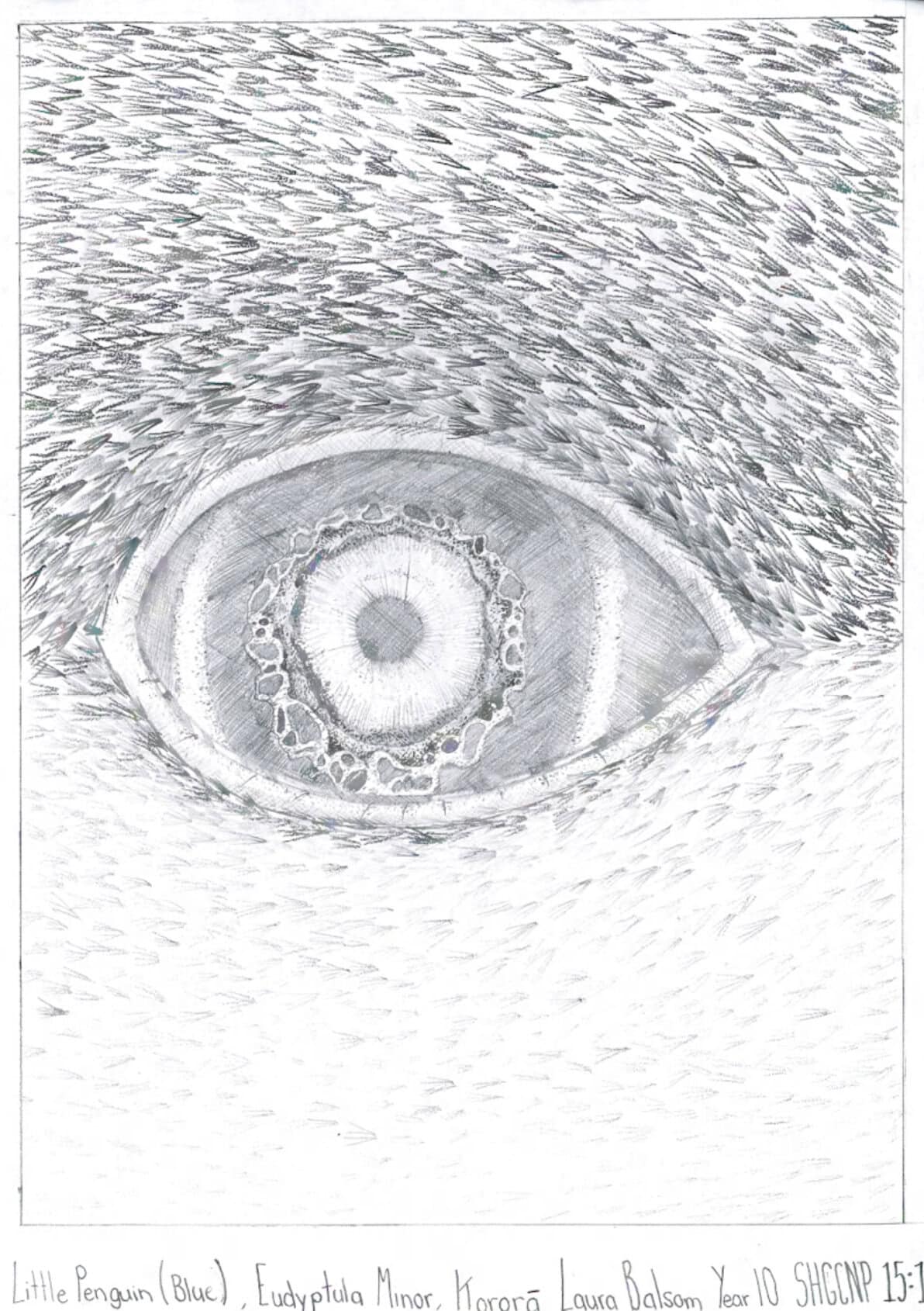 Close-up of a penguin eye, showcasing detailed textures and patterns.