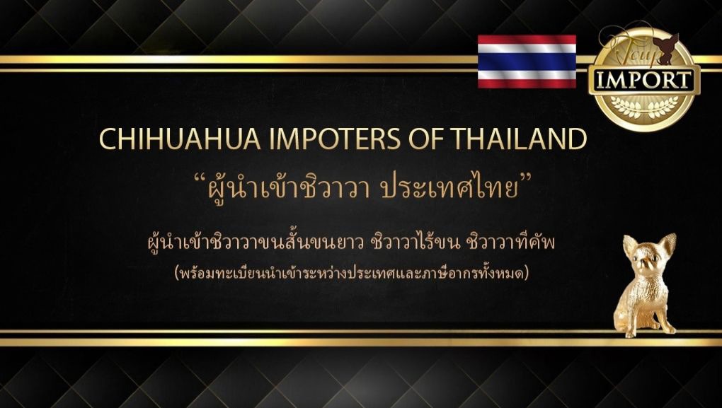 ฟาร์ม ชิวาวา นำเข้าอันดับ 1 ของไทย