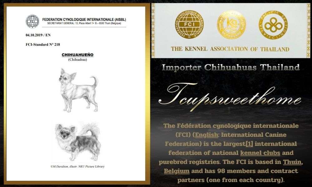 t cup sweet home chihuahua pedigree