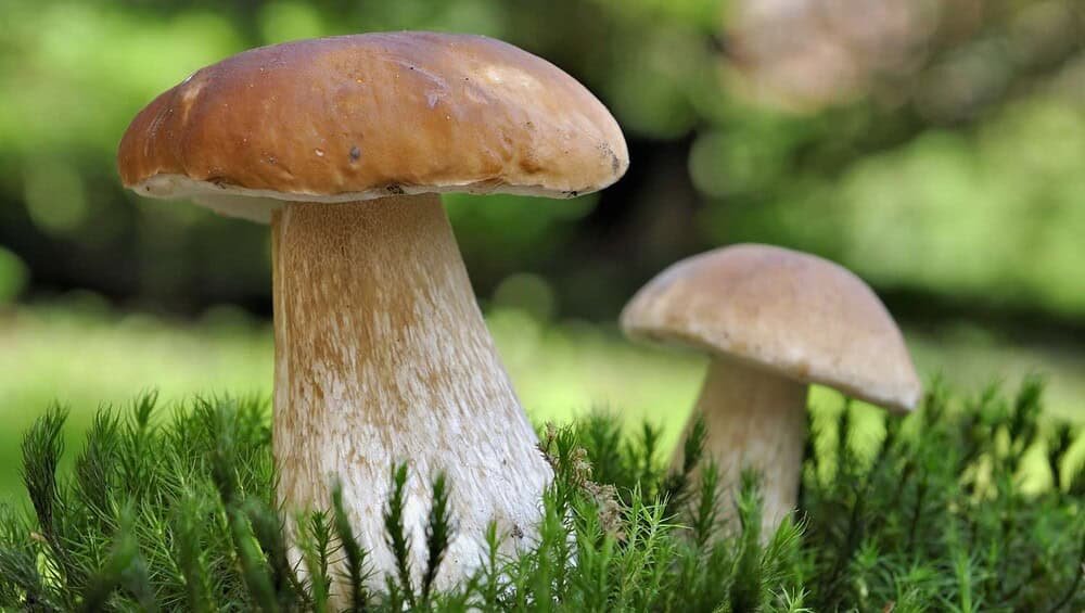 Champignons comestibles dans la forêt, macro, type de bolet.