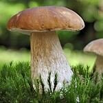 Champignons comestibles dans la forêt, macro, type de bolet.