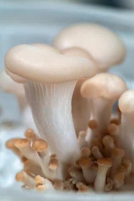 Champignon shiitake frais, culture biologique, champignons comestibles, santé et nutrition, ferme de champignons en France.