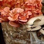 Champignons shiitake et pleurotes en culture sur bloc de bois, fleurs décoratives, terroir mycologique, champignons comestibles, Terrafungi.
