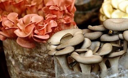 Champignons shiitake et pleurotes en culture sur bloc de bois, fleurs décoratives, terroir mycologique, champignons comestibles, Terrafungi.