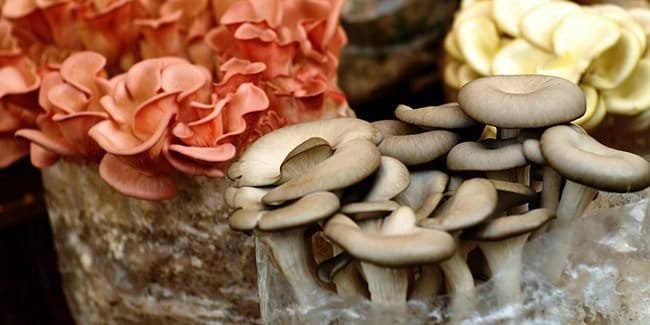 Champignons shiitake et pleurotes en culture sur bloc de bois, fleurs décoratives, terroir mycologique, champignons comestibles, Terrafungi.