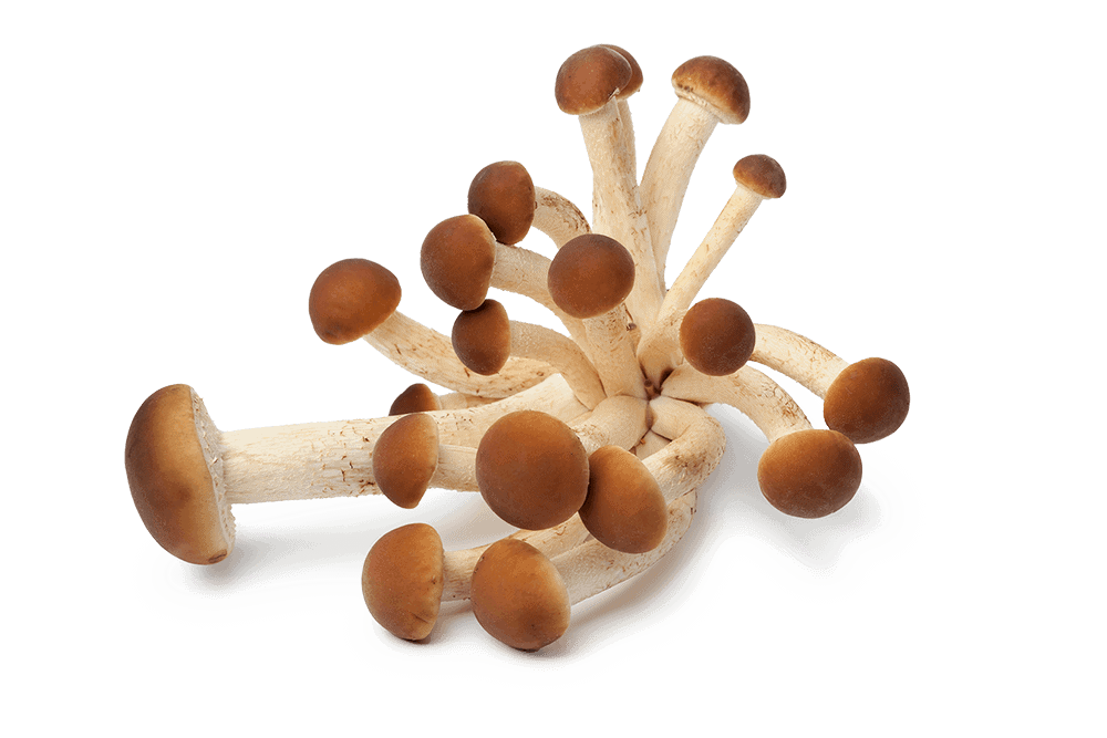 Champignons shimeji, champignons comestibles, culture de champignons, fungi comestibles, mycologie.