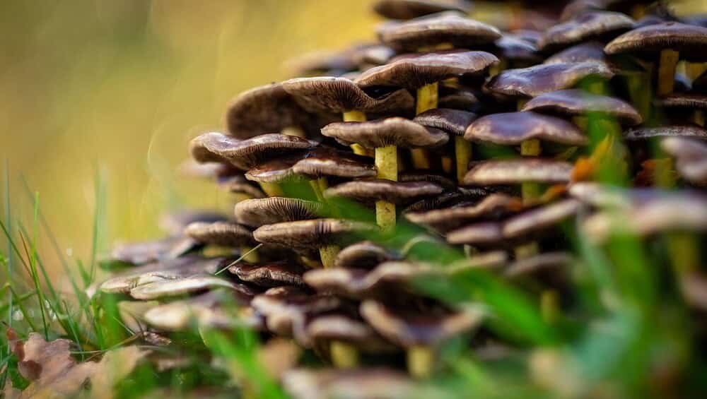 Champignon forestier noir, faune et flore, mycologie sauvage, nature, biodiversité, biodiversité.