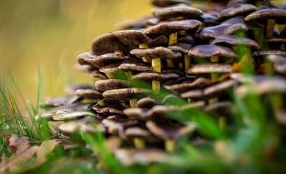 Champignon forestier noir, faune et flore, mycologie sauvage, nature, biodiversité, biodiversité.