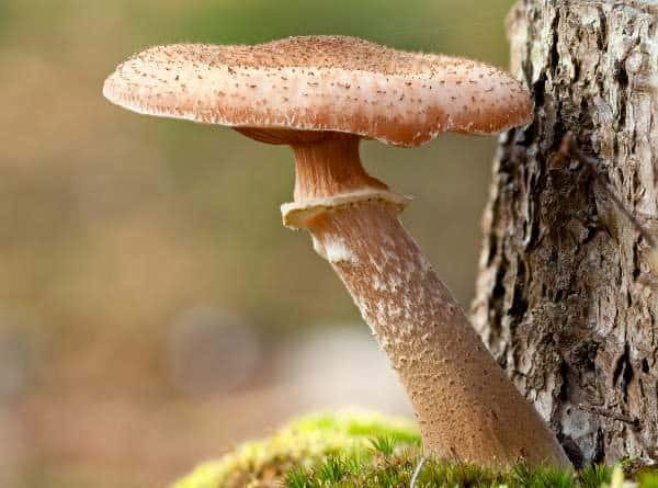 Champignon de bois, bolet comestible, croissance naturelle, forêt, mycologie, TerreFungi.