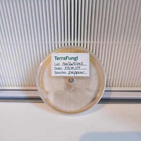 Semisphère de culture de champignon Terrafungi sur ligne de production France.