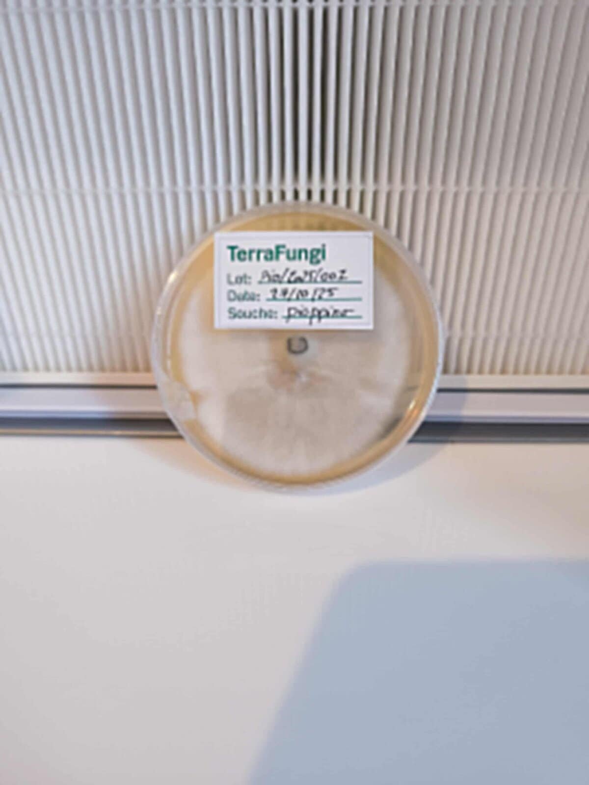 Semisphère de culture de champignon Terrafungi sur ligne de production France.