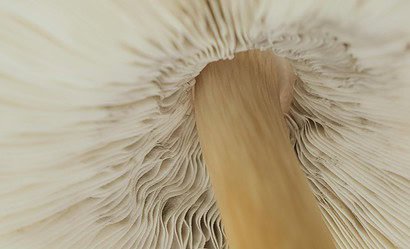 Champignon de Paris, vue en dessous, détails des lamelles et du pied.