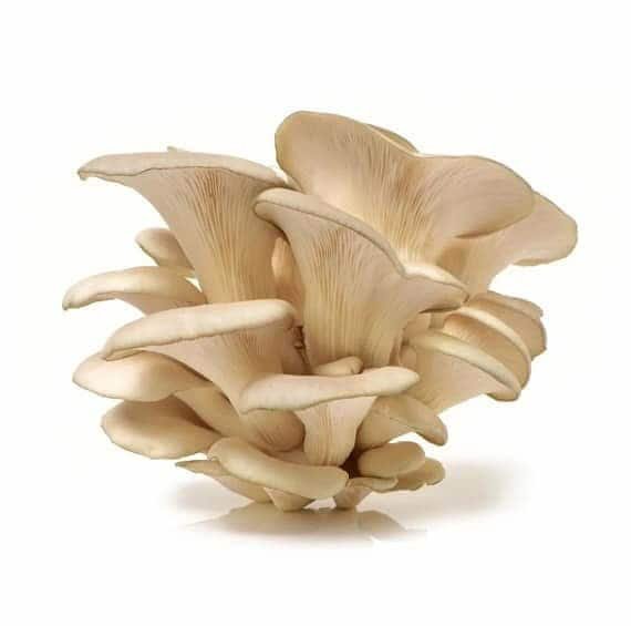 Champignon pleurote blanc frais, cultivé pour cuisine saine et cuisine végétarienne.