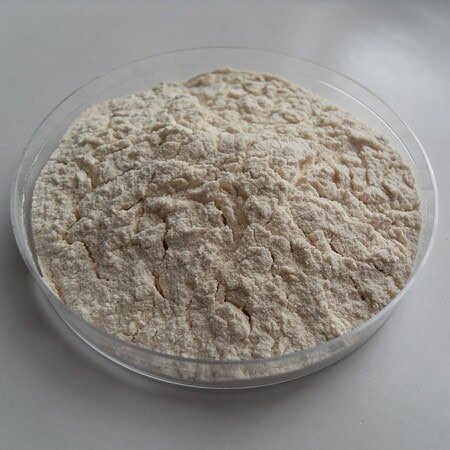Poudre blanche de champignon dans un contenant transparent.
