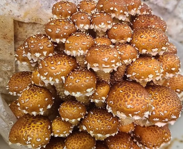 culture liquide chestnut