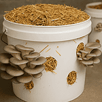paille en culture de champignons