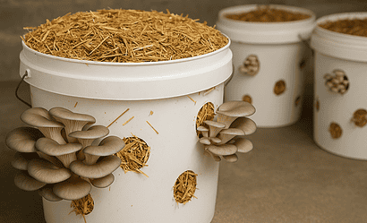 paille en culture de champignons