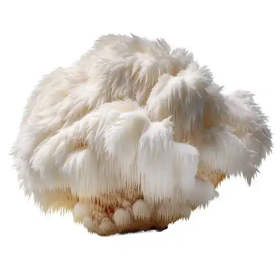 Champignon blanc de mycologie, champignon à tête arrondie, en gros plan.