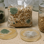 contaminations en culture de champignons