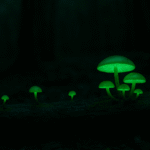 champignons bioluminescents