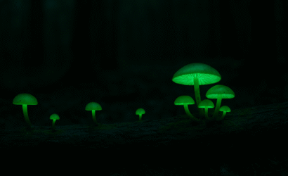 champignons bioluminescents