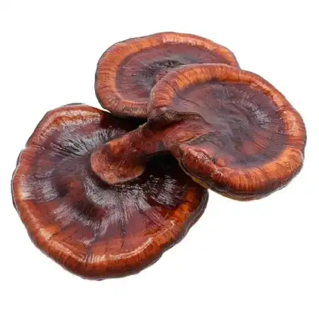 culture liquide reishi 10 ml ganoderma lucidum TerraFungi