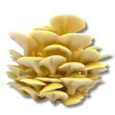 culture liquide pleurotes jaunes