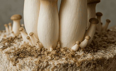 eryngi en culture sur substrat de sciure enrichie, prêt à fructifier