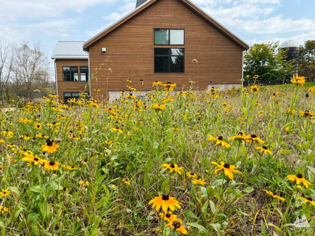 A field of bright yellow black-eyed Susans stretches towards a wooden building with large windows and a metal roof at Millbrook Marsh Nature Center in Happy Valley. In the background, a silo and trees are visible. The flowers and greenery create a lush, natural setting perfect for an easy hike in nature.