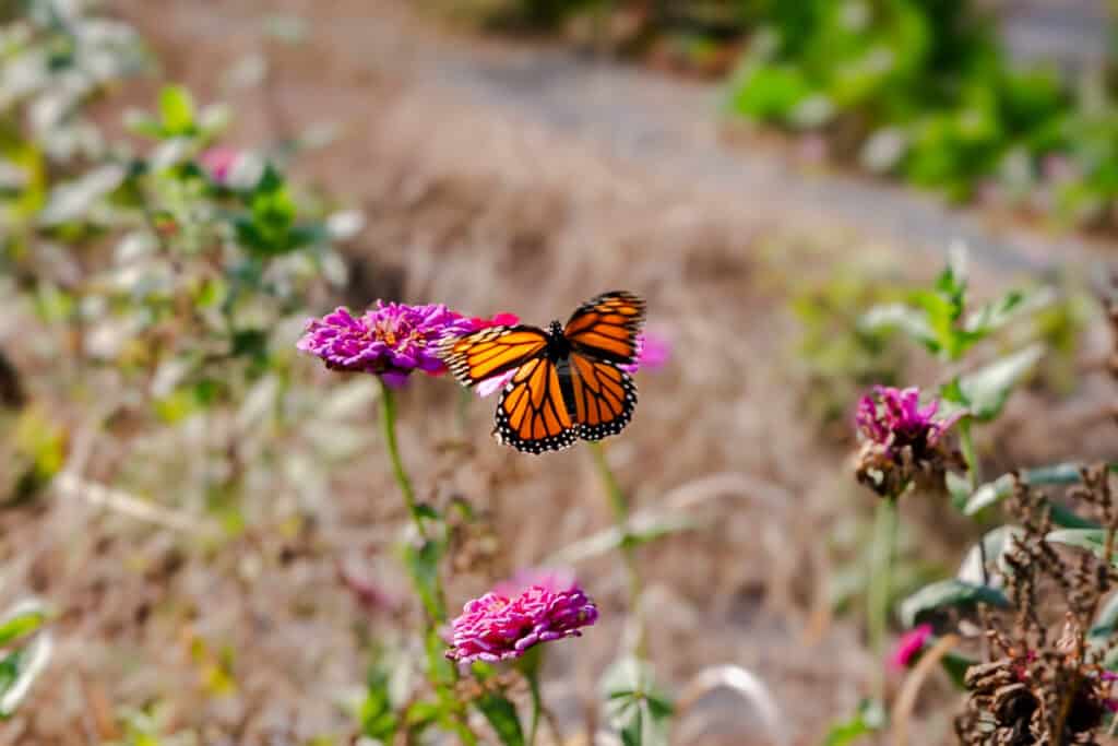 A vibrant orange and black monarch butterfly hovers over a pink zinnia flower. The blurred background consists of dry grass and green foliage, enhancing the focus on the butterfly’s delicate wings in the fields of U-pick flower farm Rooted Farmstead in Bellefonte, PA.