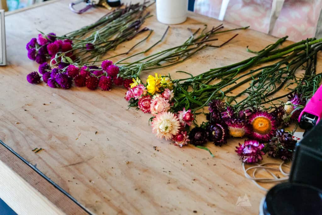 A rustic wooden table holds bundles of colorful straw flowers, including deep purple, pink, and yellow blooms. The stems are arranged in neat rows, ready for floral arrangements at Rooted Farmstead flower farm.