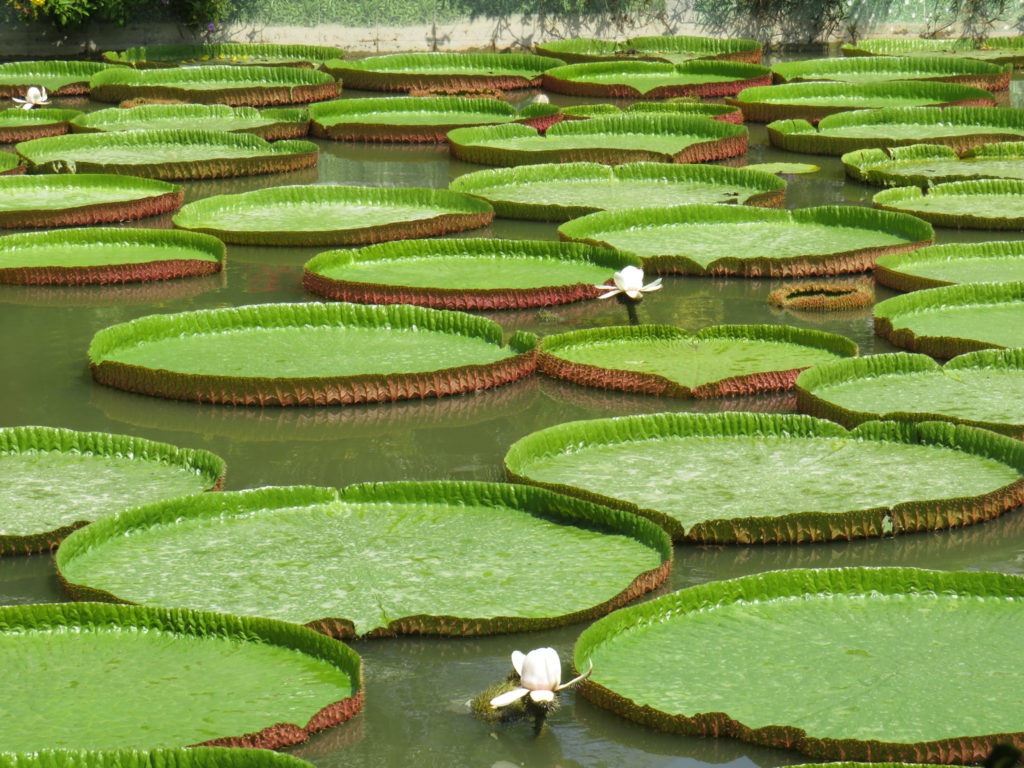 Chùa Lá Sen ở miền Tây Nam Bộ