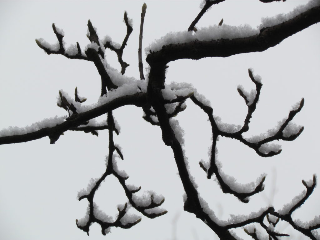 Suzhou mùa đông đẹp cô liêu