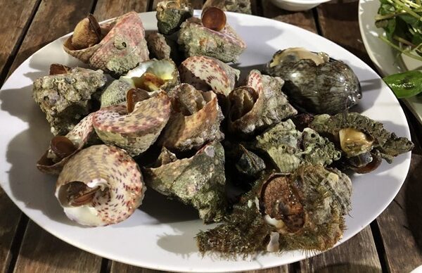 Ốc biển khá sẵn ở đảo Bình Hưng