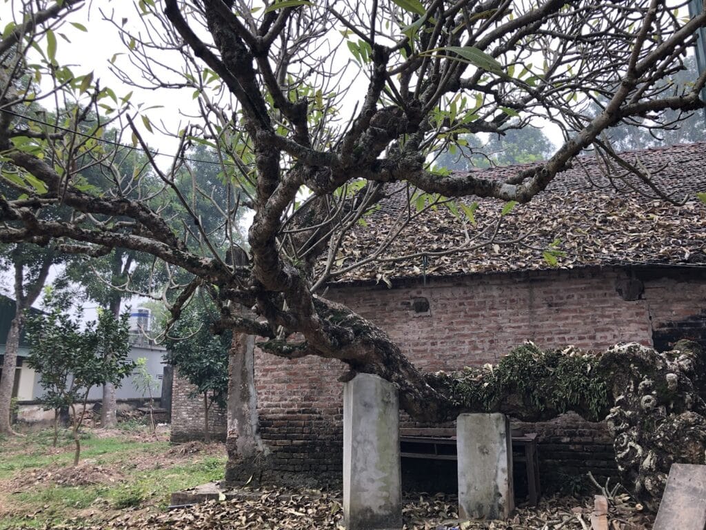 Mái đình và gốc hoa đại cổ thụ