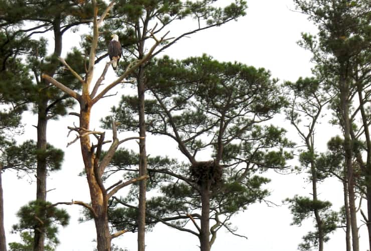 04_02_05 bald eagle-min