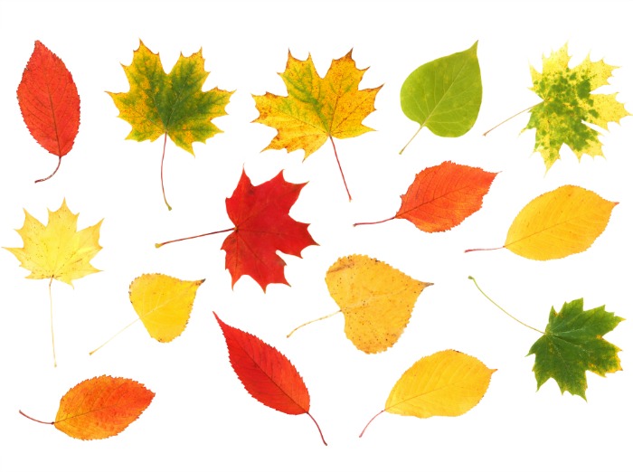 The Inspired Treehouse - These fun fall activities are the perfect way to combine fine motor skill development and hand strengthening with cognitive skills!