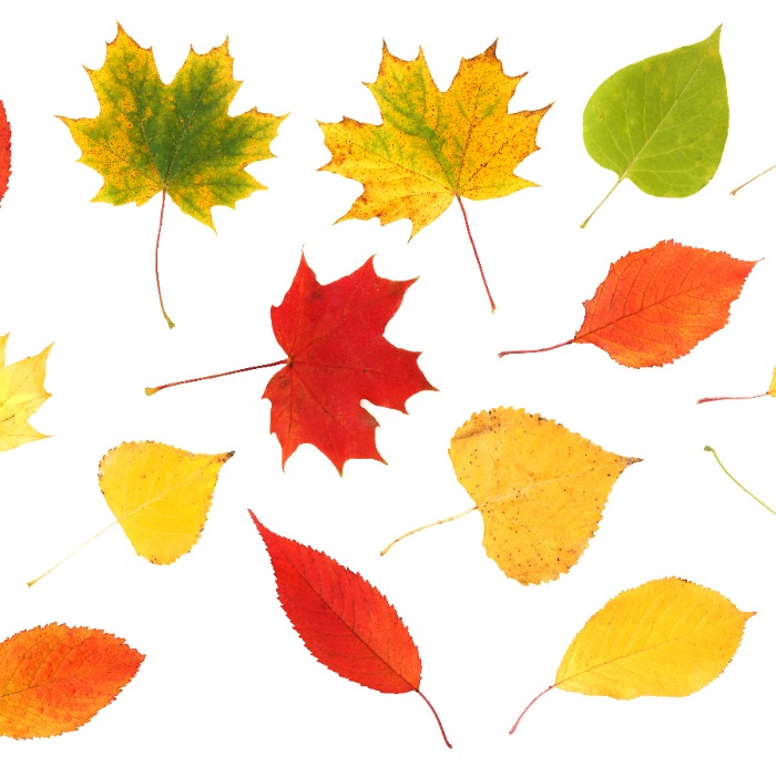 The Inspired Treehouse - These fun fall activities are the perfect way to combine fine motor skill development and hand strengthening with cognitive skills!
