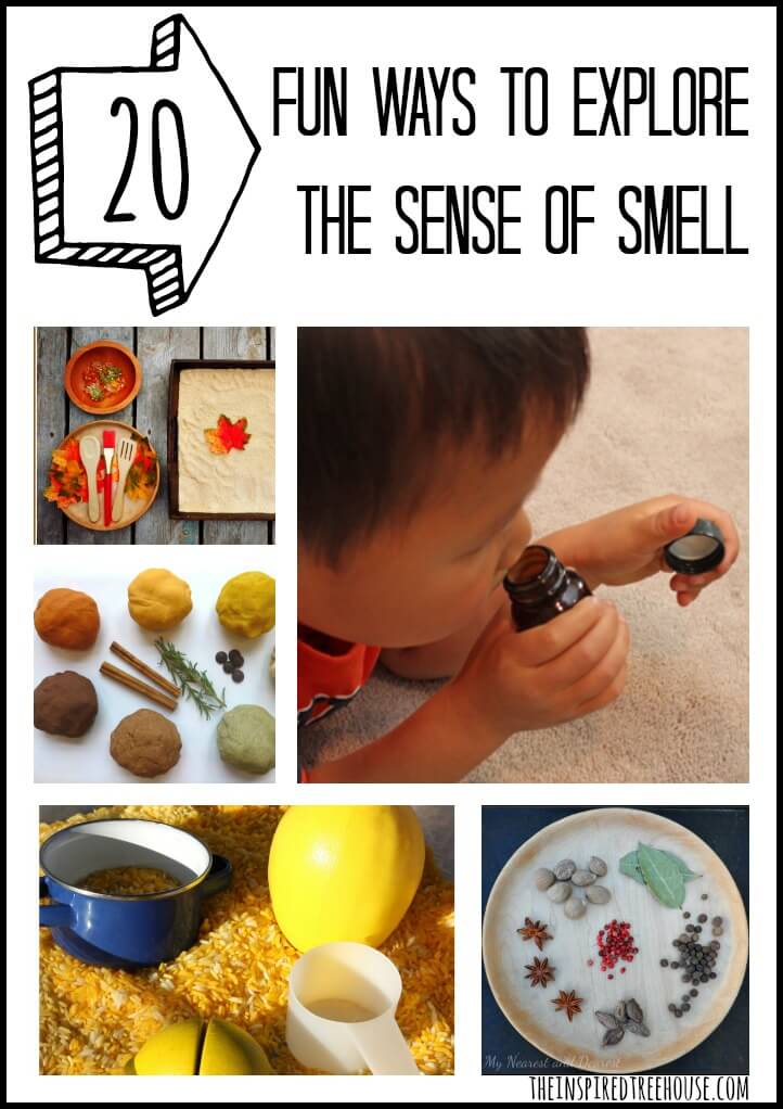 activities for kids explore the sense of smell