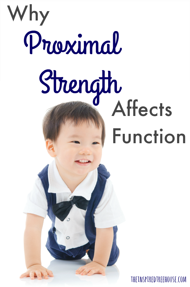 The Inspired Treehouse - Learn more about proximal and distal stability and how they work together to impact function! 