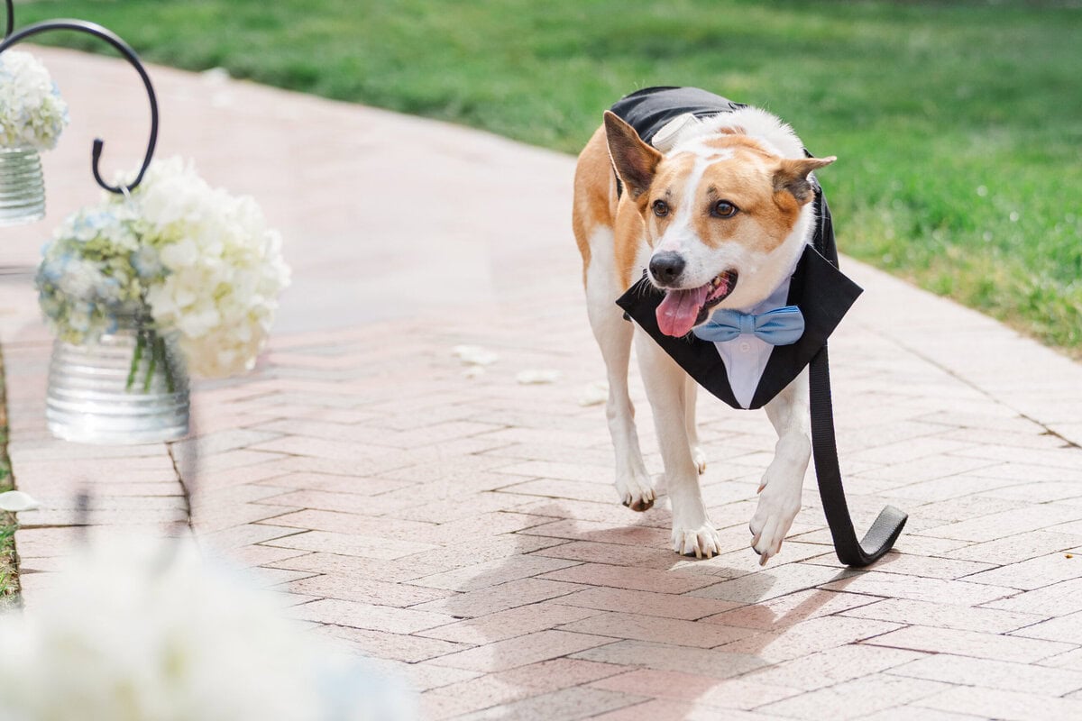 Dog ring bearer walking down the aisle at Alexander Homestead spring wedding