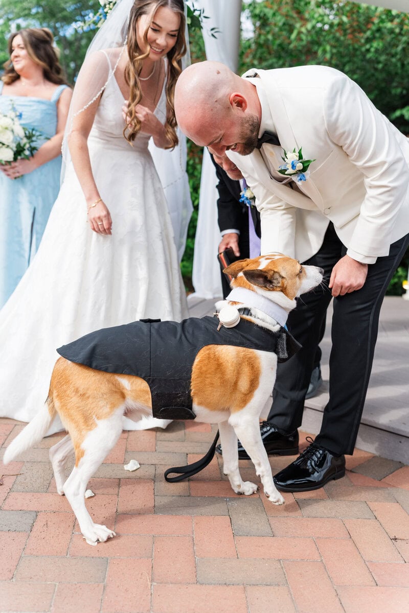 Basenji mix dog serving as ring bearer at Alexander Homestead wedding Charlotte NC