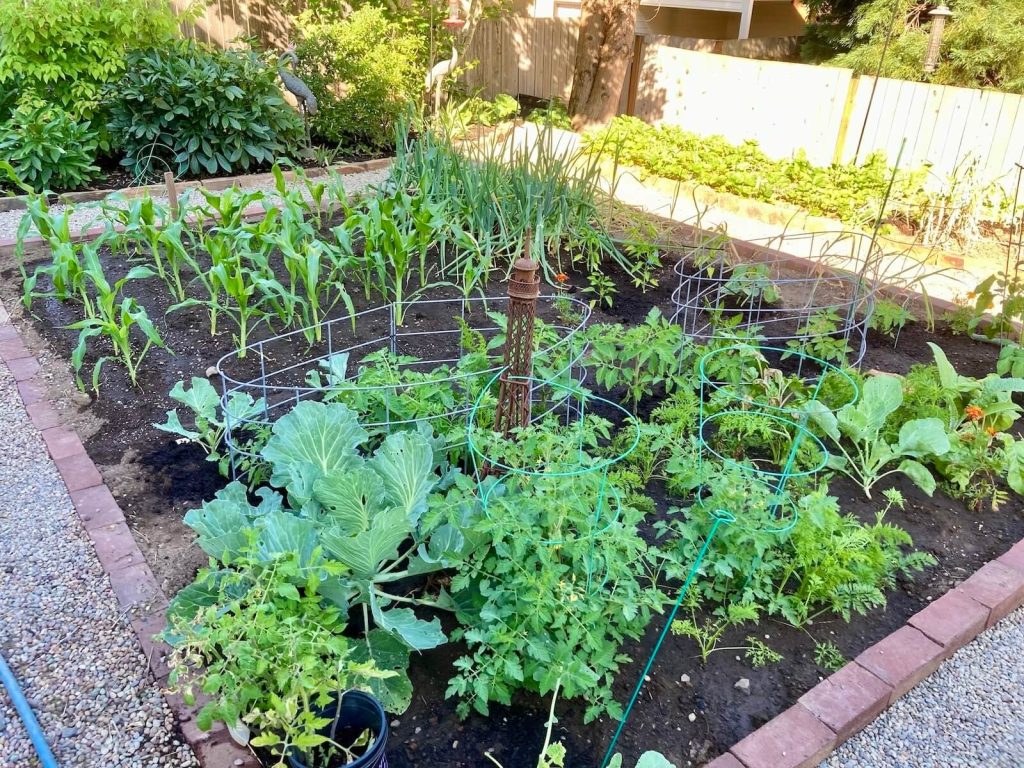 Vegetable garden in the back yard.